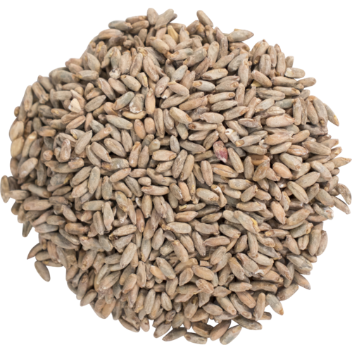 Rye malt