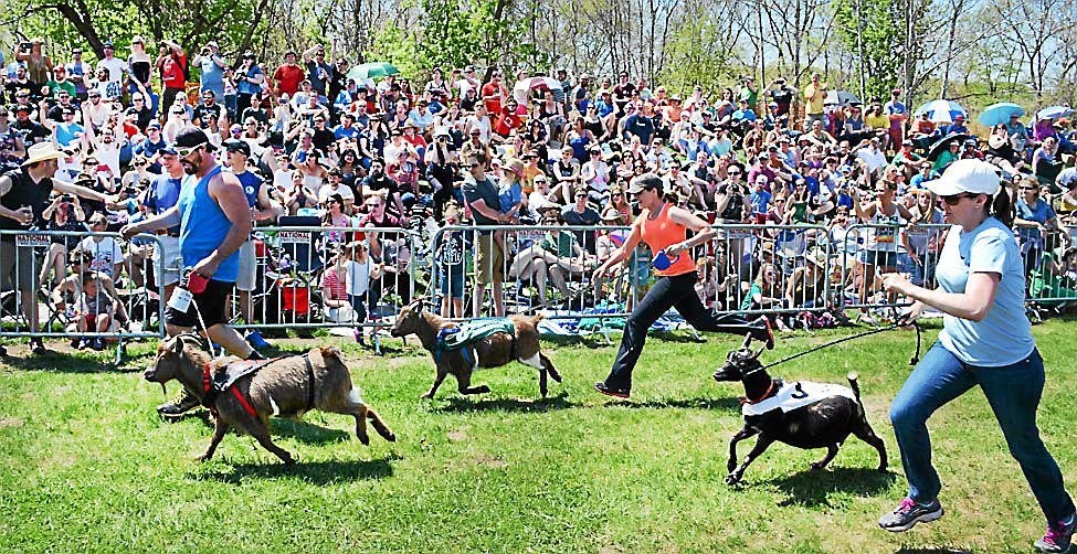 Bock Fest Goat Race