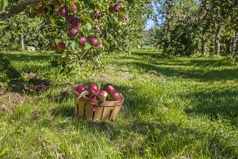 Making Hard Cider From Apples!