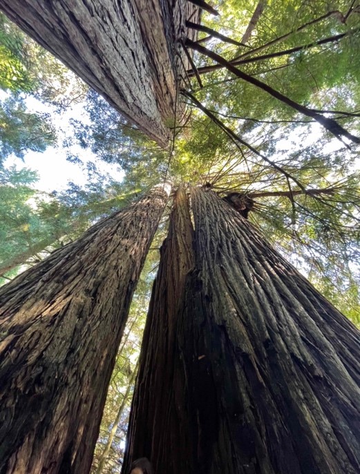 Redwood Trees & Beer!