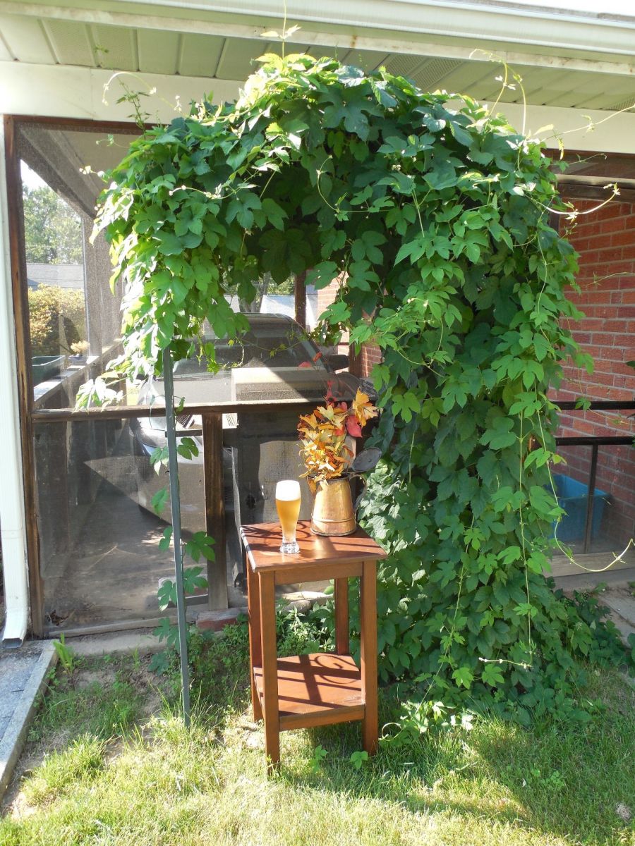 Wet Fresh Hopped Harvest Beer