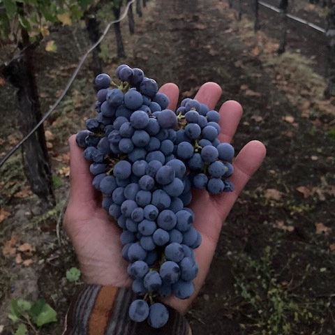 Grapes and winemaking equipment
