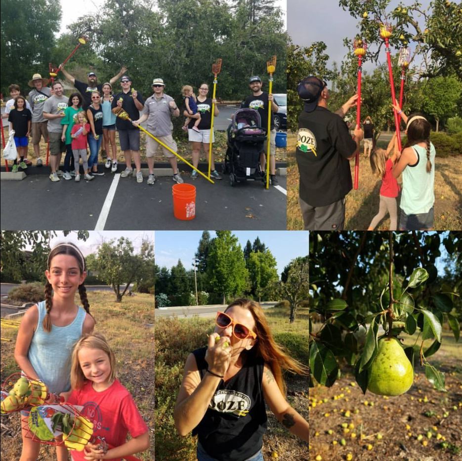 Picking Pears