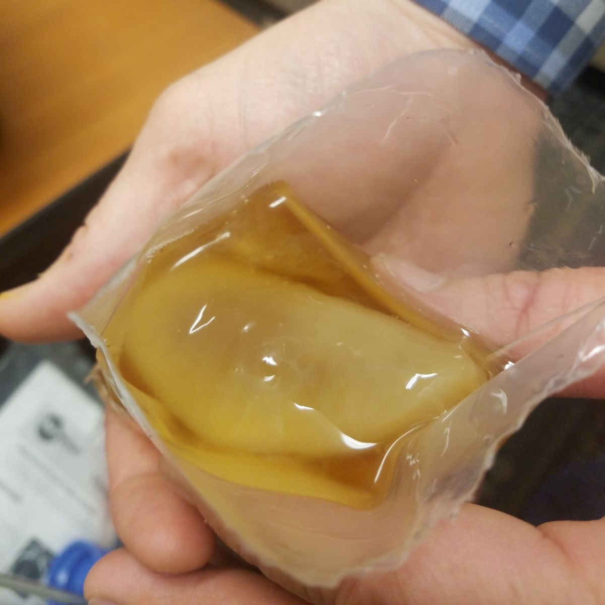 A SCOBY for Kombucha