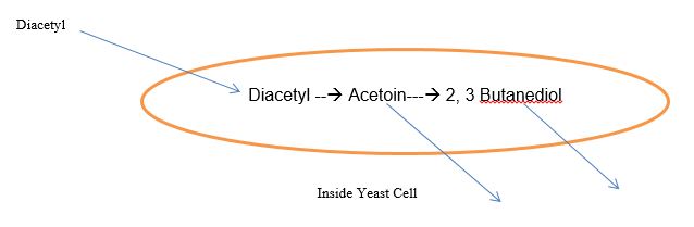 Yeast cell proccessing Diacetyl